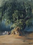 Ahuehuete Tree-Johann Moritz Rugendas-Giclee Print