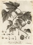 Common Lime Tree, Tilia × Europaea. , 1776 (Engraving)-Johann Sebastien Muller-Giclee Print