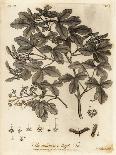 American Planetree, Platanus Occidentalis., 1776 (Engraving)-Johann Sebastien Muller-Framed Giclee Print