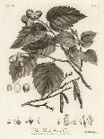 Common Lime Tree, Tilia × Europaea. , 1776 (Engraving)-Johann Sebastien Muller-Giclee Print