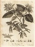 Oak Tree with Acorns, Leaves and Branch, Quercus Robur. , 1776 (Engraving)-Johann Sebastien Muller-Giclee Print