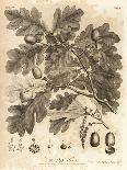 Wych Elm or Scots Elm, Ulmus Glabra. , 1776 (Engraving)-Johann Sebastien Muller-Giclee Print