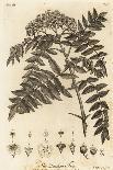 Field Maple, Acer Campestre., 1776 (Engraving)-Johann Sebastien Muller-Giclee Print