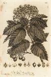 Wych Elm or Scots Elm, Ulmus Glabra. , 1776 (Engraving)-Johann Sebastien Muller-Giclee Print