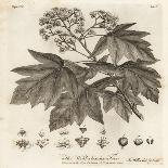Sour Cherry, Tart Cherry or Dwarf Cherry, Prunus Cerasus., 1776 (Engraving)-Johann Sebastien Muller-Giclee Print