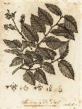 Common Lime Tree, Tilia × Europaea. , 1776 (Engraving)-Johann Sebastien Muller-Giclee Print