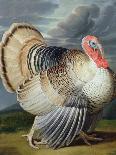 Portrait of a Turkey-Johann Wenceslaus Peter Wenzal-Framed Stretched Canvas