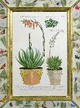 Tulipa Lutea from 'Phythanthoza Iconographica', Published in Germany, 1737-45-Johann Wilhelm Weinman-Framed Giclee Print