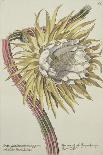 Aloe, C.1740-Johann Wilhelm Weinman-Giclee Print