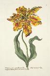 Tulipa Lutea from 'Phythanthoza Iconographica', Published in Germany, 1737-45-Johann Wilhelm Weinman-Giclee Print