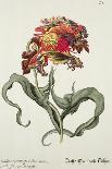 Aloe, C.1740-Johann Wilhelm Weinman-Giclee Print