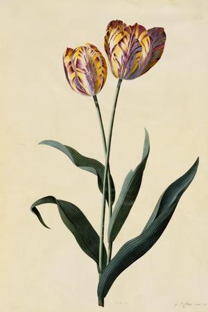 Botanical Print of Tulip