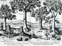 Tropical Fruit Trees, 1596-Johannes Baptista van Frueauf the Younger-Mounted Giclee Print