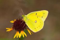 Orange sulphur butterfly on flower, Texas, USA-John Abbott-Laminated Photographic Print