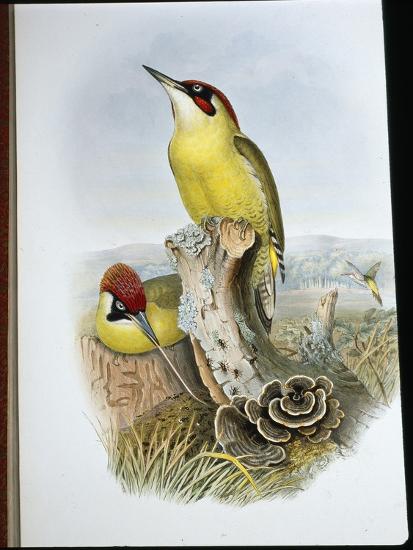 Giclee Print, , large