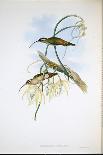 Columbian Fairy (Heliothrix Barroti) (Hand-Coloured Litho)-John (after) Gould-Giclee Print