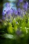 Bluebells in a Bluebell Wood in Oxfordshire-John Alexander-Photographic Print