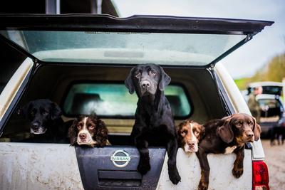 Gun dogs in the back of 4x4 on a shoot in Wiltshire, England