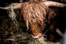 Highland cattle, Scotland, United Kingdom, Europe-John Alexander-Photographic Print