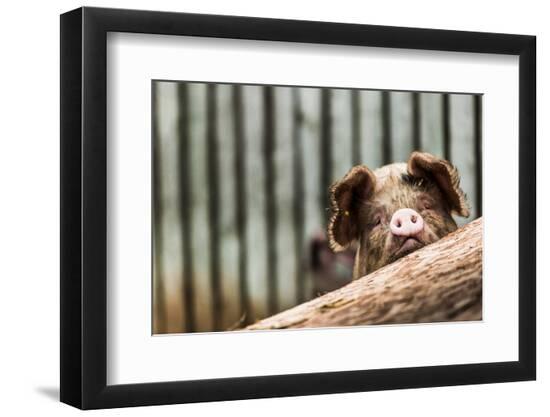 Premium Photographic Print, , large