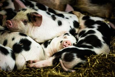 Piglets in Gloucestershire, England