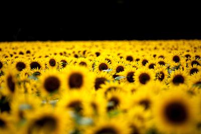 Sunflowers (Helianthus), Chillac, Charente, France