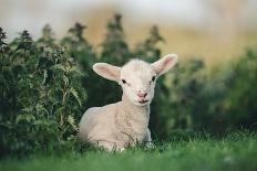 Young Spring Lamb lying in a field, Oxfordshire-John Alexander-Photographic Print