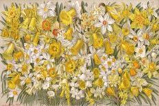 Plants, Narcissus Species-John Allen-Stretched Canvas