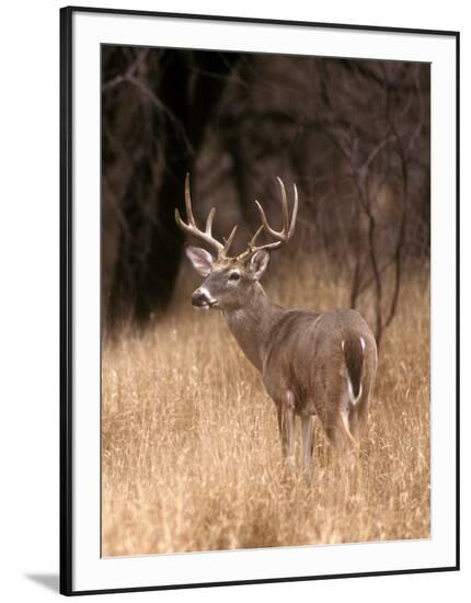 Framed Photographic Print, , large