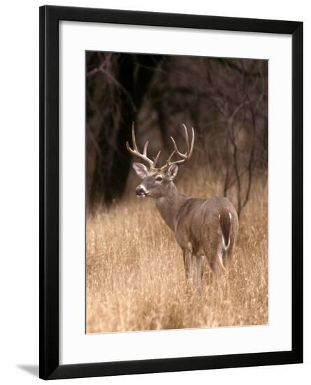 Framed Photographic Print, , large
