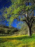 Oaks and Flowers, California, USA-John Alves-Photographic Print