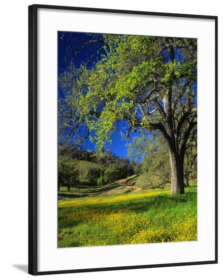 Framed Photographic Print, , large