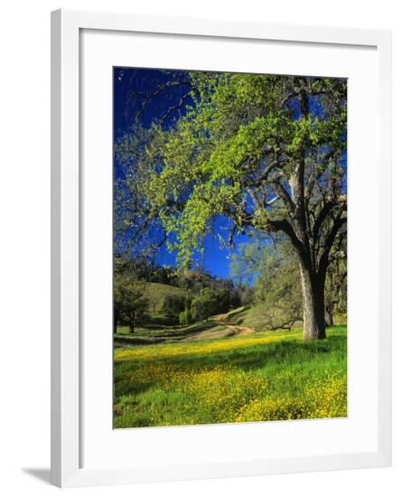 Framed Photographic Print, , large