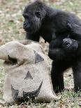 Sukari, an 8-Year-Old Mother Gorilla, Rummages Through a Trick or Treat Bag-John Amis-Laminated Photographic Print