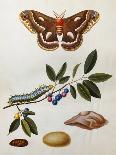 Illustration from 'The Natural History of the Rarer Lepidoterous Insects of Georgia'-John and Sir James Edward Abbot and Smith-Stretched Canvas