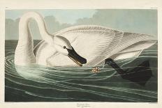 Pl 311 American White Pelican-John Audubon-Art Print