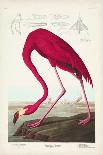 Pl 311 American White Pelican-John Audubon-Art Print