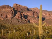 Arizona, Organ Pipe Cactus National Monument-John Barger-Photographic Print