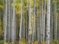 Colorado, Gunnison National Forest, Mature Grove of Quaking Aspen Displays Fall Color-John Barger-Photographic Print
