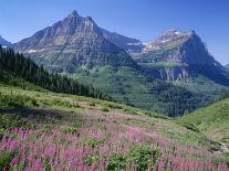 USA, Montana, Glacier National Park, Mount Oberlin and Mount Cannon Rise Beyond Meadow of Fireweed-John Barger-Photographic Print
