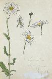 The Magic Herb-John Bauer-Art Print