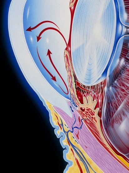 Photographic Print, , large