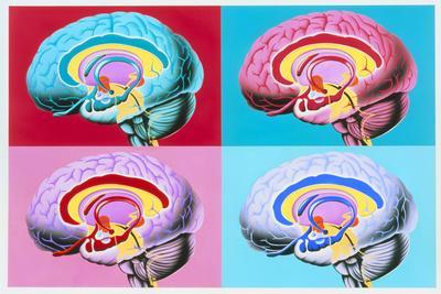 Artworks Showing the Limbic System of the Brain