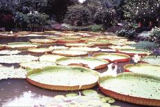 Five Foot Lily Pads-John Bortniak-Art Print