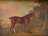 'A Dark Chestnut', 1788-John Boultbee-Giclee Print