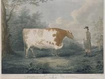 The Durham Ox, Engraved by J. Wessel, 1802-John Boultbee-Framed Stretched Canvas