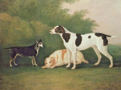 Three Dogs in a Landscape