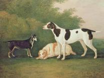 Three Dogs in a Landscape-John Boultbee-Giclee Print