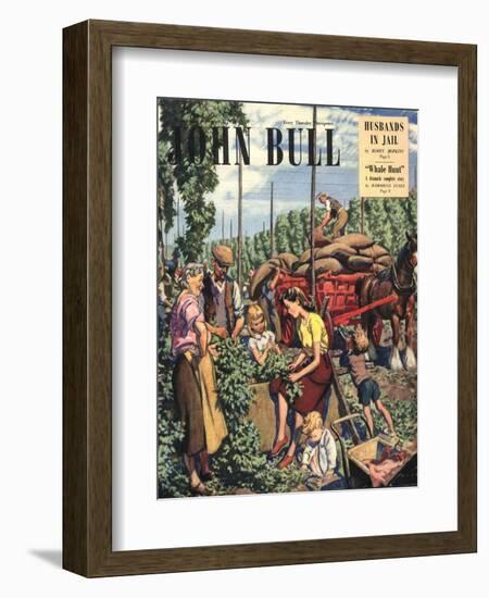 John Bull, Farming Hops Magazine, UK, 1948-null-Framed Giclee Print
