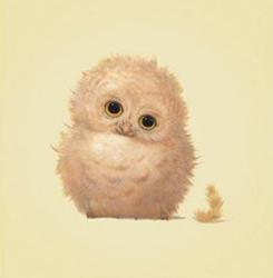 affordable owl posters for sale at allposters com